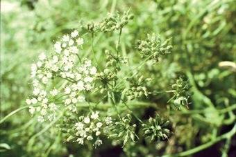 Anís en flor