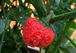 Moruga Trinidad Scorpion