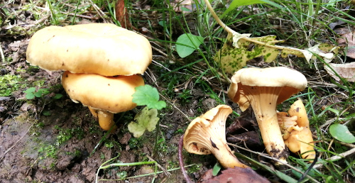 cantarellus cibarius con especias