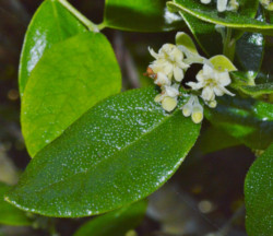 boldo-arbol-hoja-verde