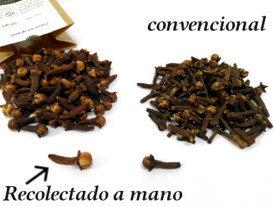 clavo recolectado a mano vs convencional