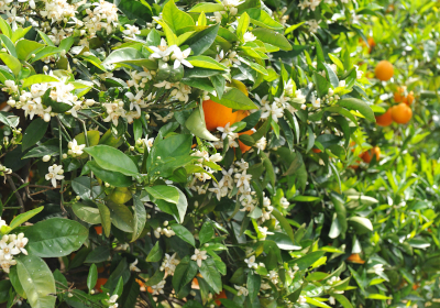 flor de naranjo, azahar
