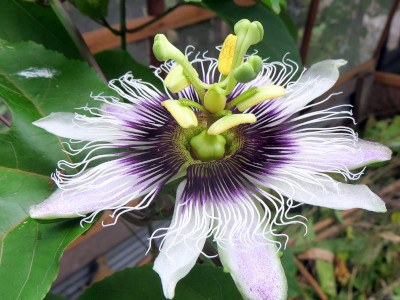 Flor de la passiflora